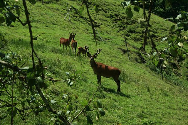 Kniebis 2009 Bild 31